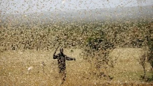 Locust attack