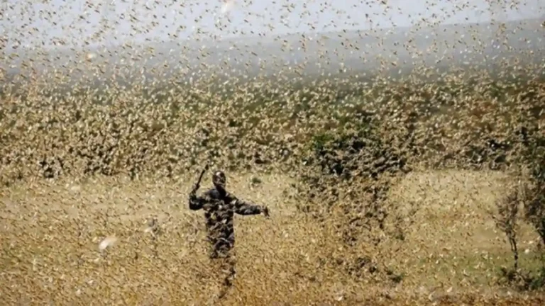 Locust attack