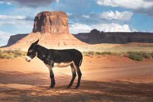 Donkey